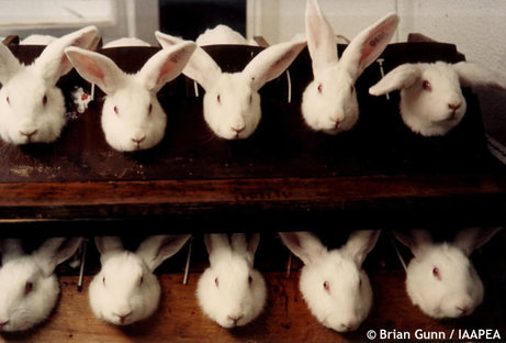 animal testing rogerian essay